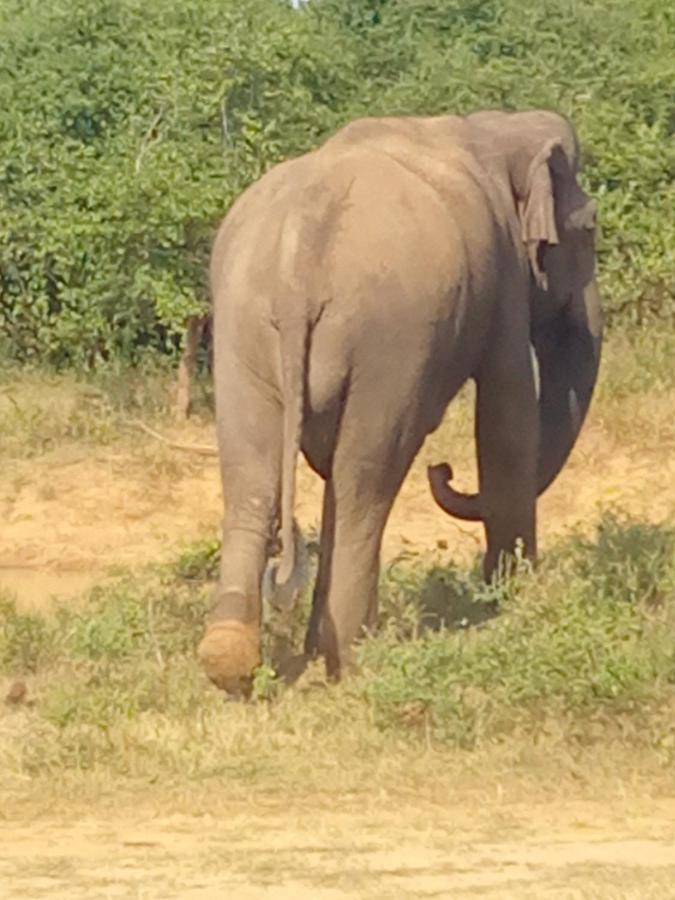 Coconut Island Yala Safari Place Тисамахарама Екстериор снимка